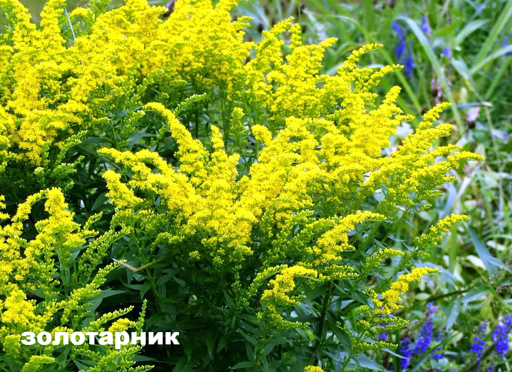 Однолетники для глинистой почвы